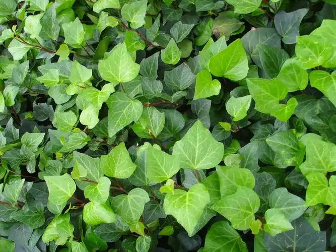 rehd)五加科常春藤属多年生常绿攀援灌木,常绿木质藤本植物[1].