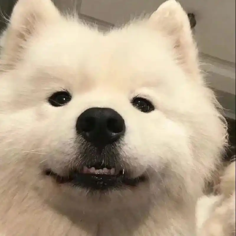 可爱动物头像 下期出金雪