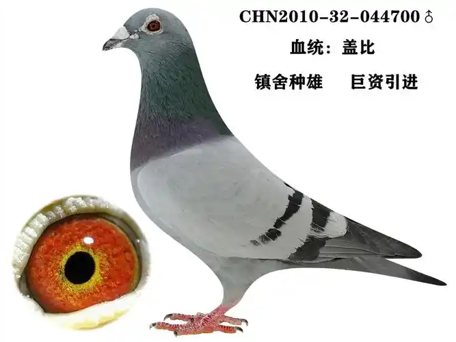 盖比_东北信鸽传媒_ ag188.com爱鸽商城_中信网