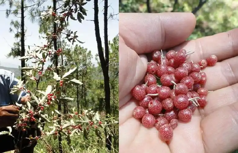 谁认识这种植物的果实是什么