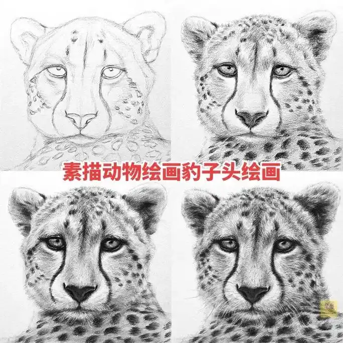 素描动物豹子绘画步骤 第一 - 抖音