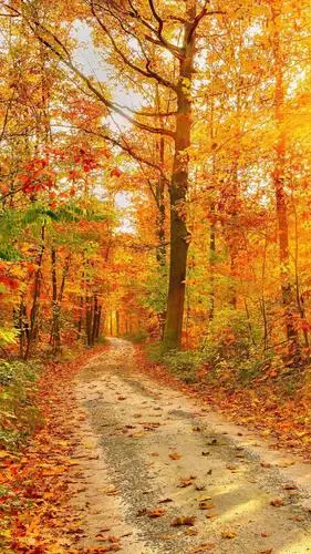 秋天,黄昏,夕阳,秋天,唯美风景,手机壁纸夕阳落叶美景