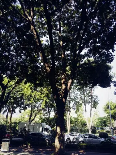 图为珠海市兴业路旁的树