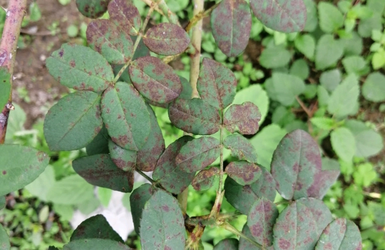 月季花是药罐子常见10种病虫害预防第一救治第二