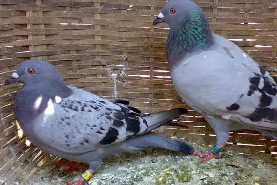 1,两只公鸽子在一起,最大表现就是打架,要是两只鸽子都是已经完全发育