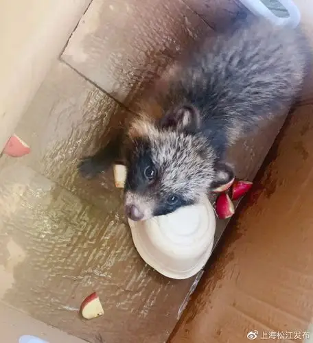 松江又见貉出没!偶遇野生动物请这样做