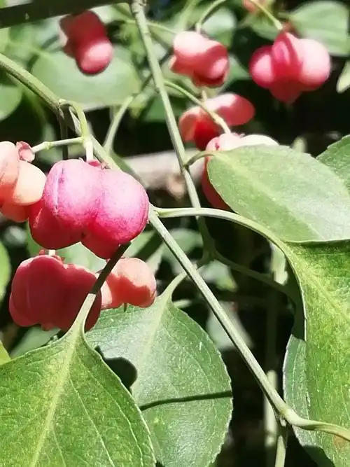 寒露时河边的几种果实,野菊花