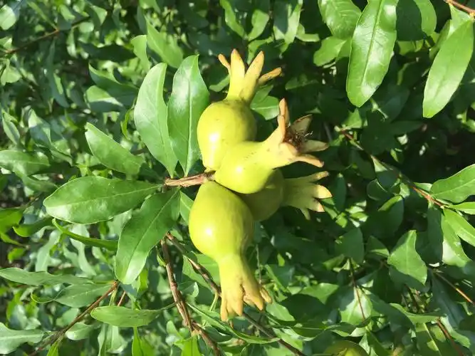 大院里的石榴开花结果了!