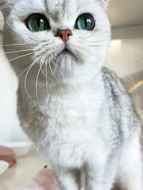 永远热爱银渐层yyds