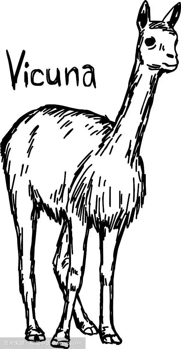 小羊驼行走素描手绘