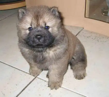 根据图片上狗狗的耳朵,脸庞,眼睛及体型来看,应该是松狮幼犬的串.