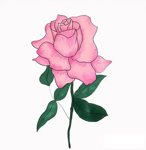 月季花简笔画画法步骤教程月季花怎么画