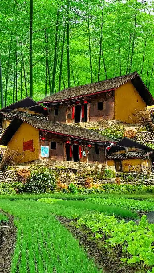 田园风光,竹林人家!谁不喜欢这样的生活呢?