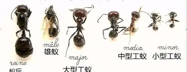 蚁后|工蚁|蚁群|兵蚁_网易订阅