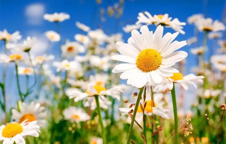 蓝天白云白云的图案有很多种