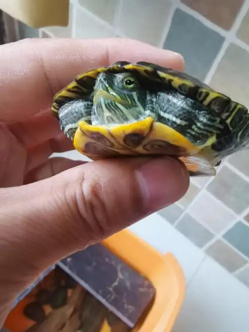 巴西龟不吃东西