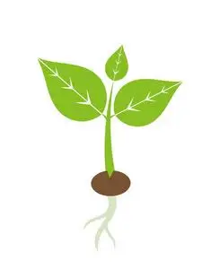 新开始春季豆芽春季植物幼苗图标照片