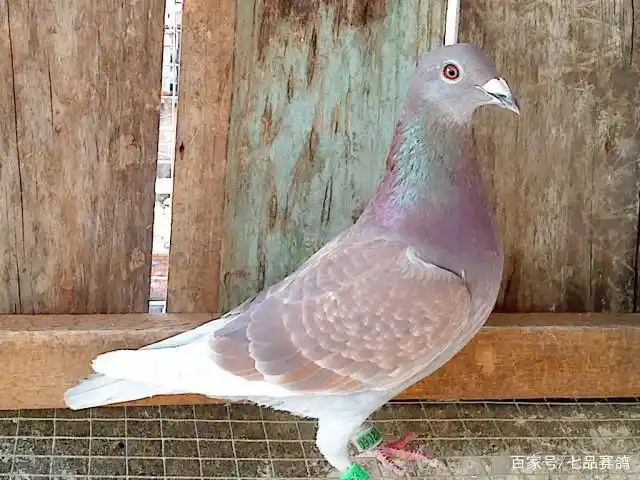 养鸽子为什么要分棚饲养?