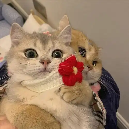 有没有姐妹有这个两只猫抱在一起的头像