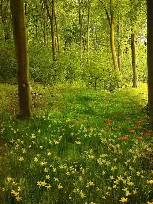 森林小路风景图片