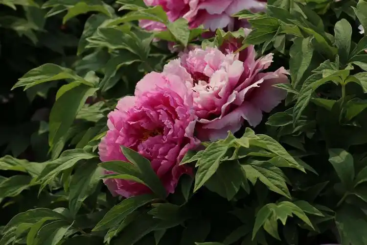 唯有牡丹真国色