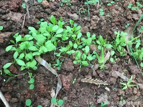 种的油麦菜也长出来了