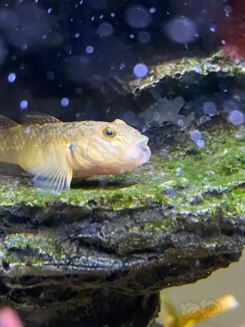 在秀丽白虾换壳的时候,虾虎出手了.