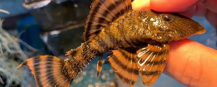 红老虎鱼一般可以长到多大怎样饲养