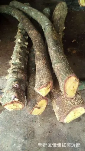 跑江湖地摊热卖新鲜鸡血藤大血藤黑血藤砍砍药大山根子药产地货源