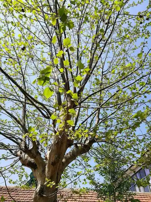 家里快50岁的一棵梧桐树