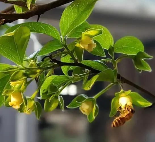 20200323金弹子花开满树小蜜蜂花间竞舞