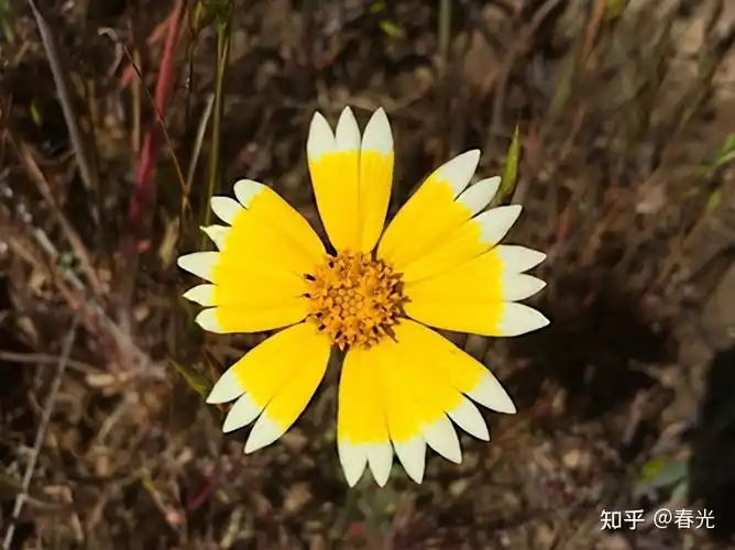 66张治愈强迫症的完美图片,看完整个人都舒服了 - 知乎