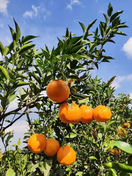 冬日里的黄金果,迎春果---春见