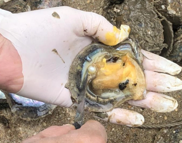 引进马氏珠母贝金唇品系 提升南珠产业竞争力