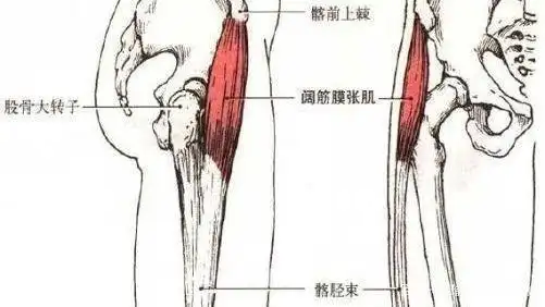 阔筋膜张肌