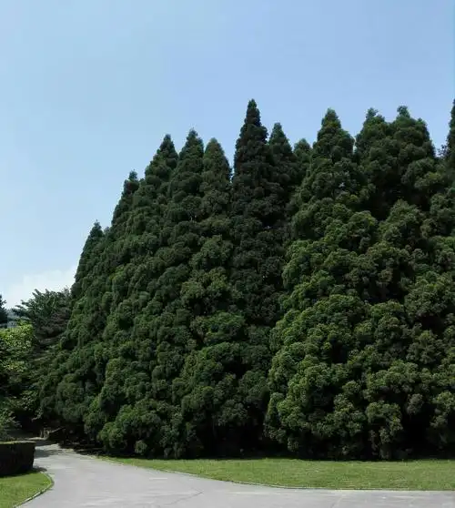庐山风景美如画,老人旅游心开怀.