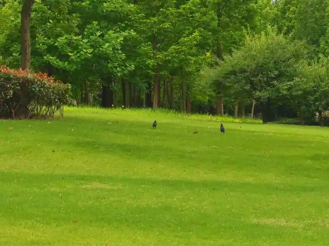 公园一角,绿色的草坪和树木,还有两只八哥. - happy爸爸之大道自然 -