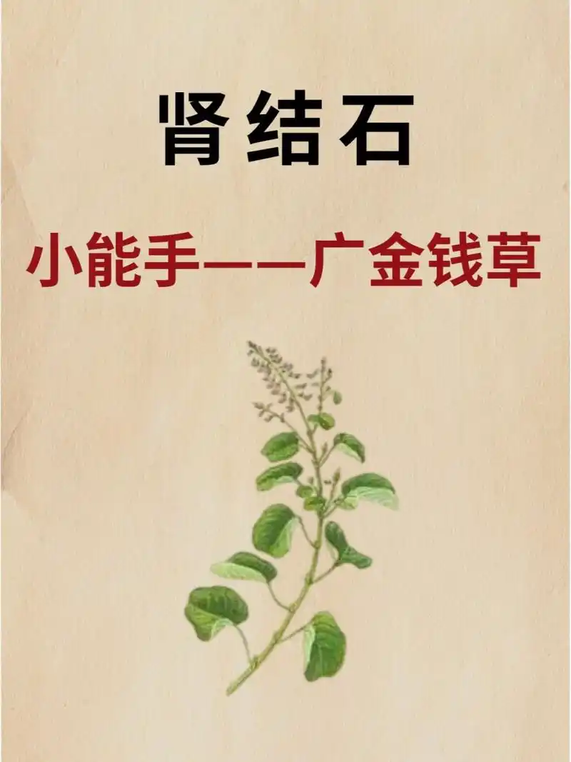 肾结石小能手:广金钱草 大家都知道金钱草常用在结石的治疗中,在岭南