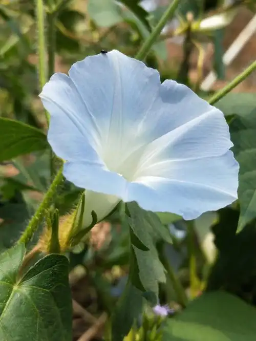山里的野生牵牛花