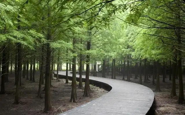 森林公园防腐木栈道