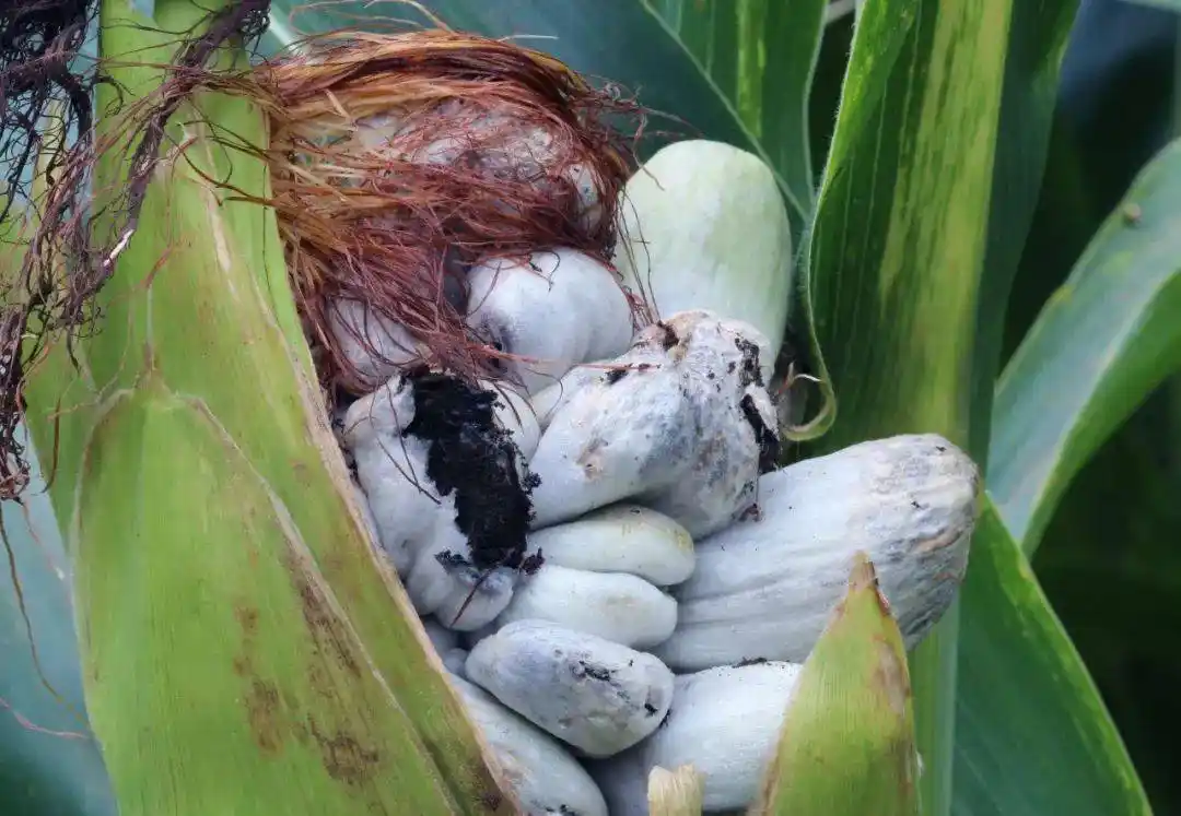 玉米黑粉菌的独特风味来自一种内酯(sotolon),香草醛,真菌多糖,葡萄糖