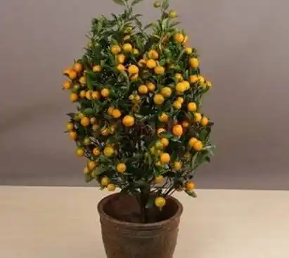 住宅大门口放什么植物招财 住宅大门口放什么植物招财最好