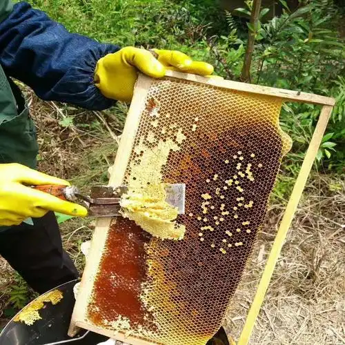 福建三明农村养的深山土蜂蜜天然纯正不加糖中蜂蜜瓶装500g包邮