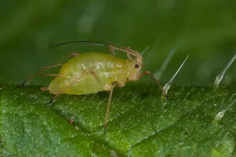 蚜虫群星闪耀时!4400颗宇宙星辰的伟大故事