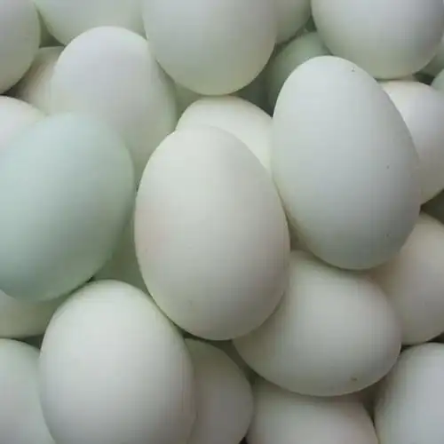鑫兴 厂家** 鹅蛋