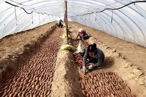 河北丰南:红薯基地育苗忙