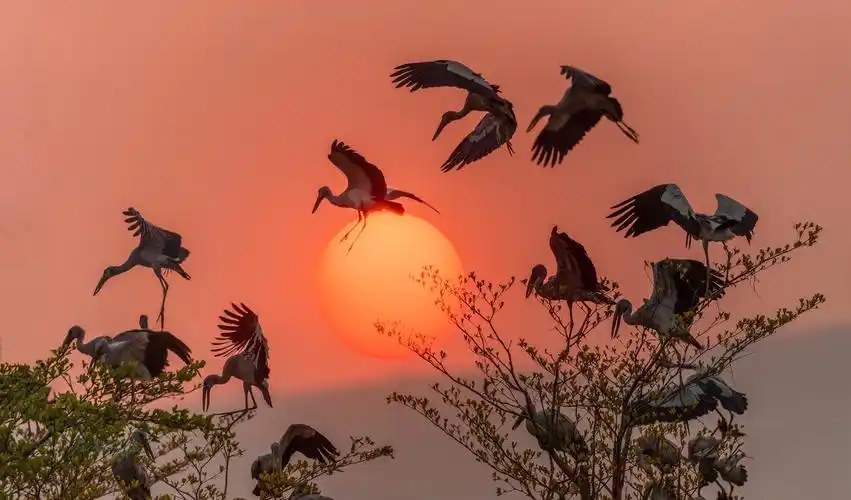 落霞余晖 鸟儿归巢 摄影:宋晓斌