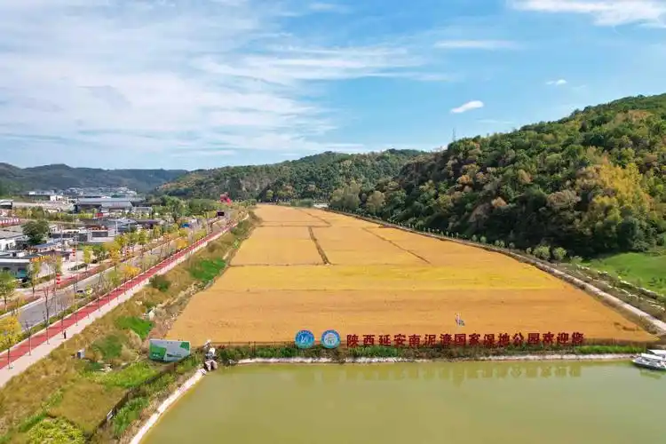 陕北好江南 | 延安南泥湾千亩稻飘香 - 丝路中国 - 中国网