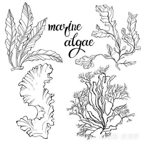 手绘海洋藻类插画-正版商用图片0xt6me-摄图新视界