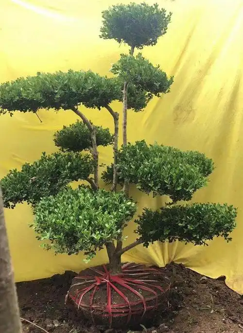 小叶瓜子黄杨树苗庭院别墅景观绿化景四季常青乔木 精品造型1.